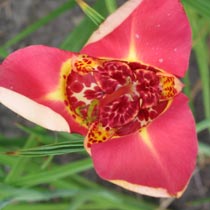 Tigridia