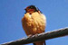 Swallow