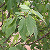 Betula lenta