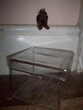 glassbat.JPG