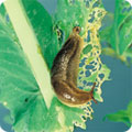 Field slug