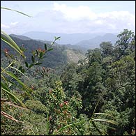 Jungle