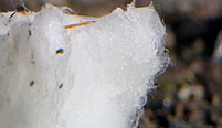 Cotton wool pykrete bar