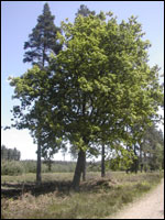 Trees