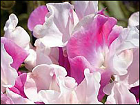 Sweet pea 