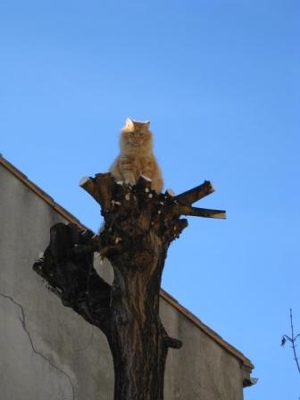 cata.JPG