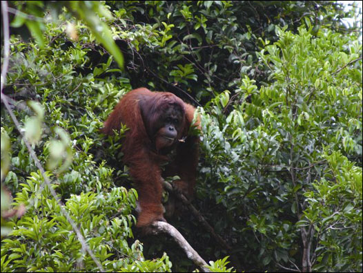 Orangutan