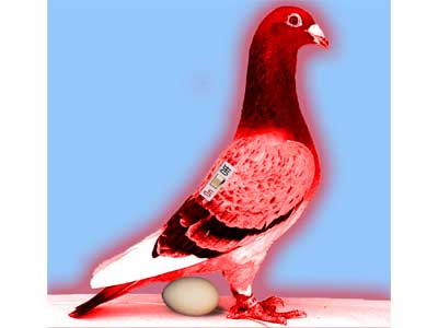 Atomo-Pigeon