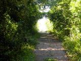 the track