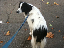 Rory's dog, Cabbage