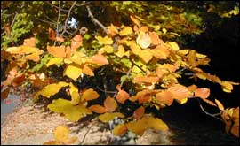 Autumn leaves