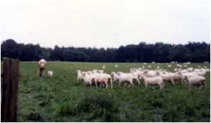 Flock of sheep