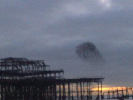 starlings.JPG