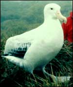 A seagull 