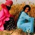 Sirf Punjabi's Teh Koreh