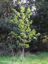 Oak by Peter Paice