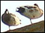 Ducks