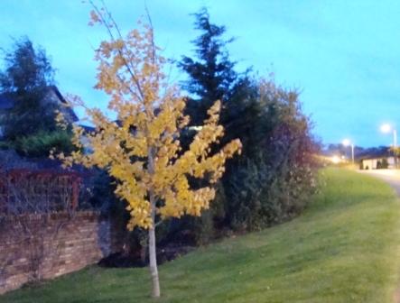 tree.JPG