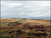 Peat bogs