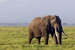 An elephant