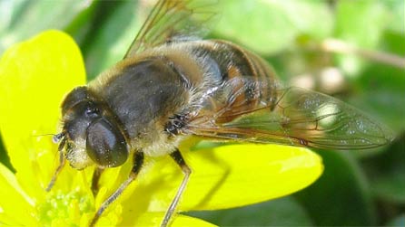 bee_anne_riggs.jpg