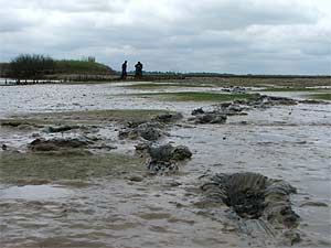 Essex mud