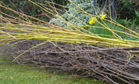 prunings