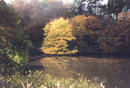 Autumn in Farley
