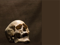 skull