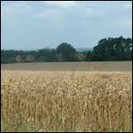 Corn field