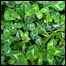 رشقه آمريکايی
