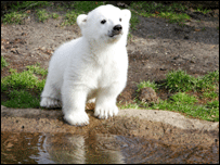 Knut (Foto cortesia do Ministério do Meio-Ambiente alemão)