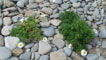 Local sea flora on the walk