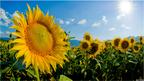 Sunflowrs field