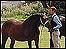 Horses at the Eye Show 