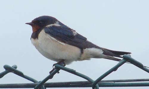 swallow_stuartnewson.jpg