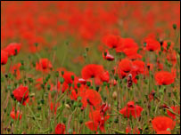 Field of poppies. Photo: Bill Davidson