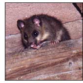 Glis glis 