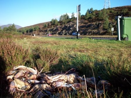 crabs on the A9