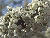 Plum blossom
