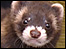 Polecat (Mustela putorius)