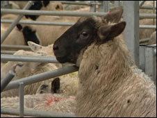 The sheep that climbed