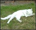 Oscar the Cat