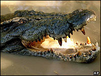 Crocodilo