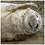 Coast activities (Image: Seal c/o Dale Bentham)