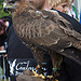 Royal Highland Show 2010