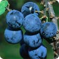 Prunus spinosa