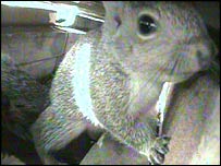 Grey squirrel