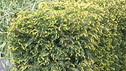 Taxus baccata