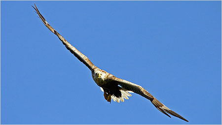 Sea Eagle c/o Iain Erskine